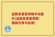 盐酸氨基葡萄糖手绘图片(盐酸氨基葡萄糖：图解作用与应用)