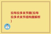 拉布拉多关节图(拉布拉多犬关节结构图解析)