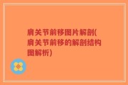 肩关节前移图片解剖(肩关节前移的解剖结构图解析)