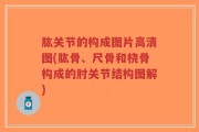 肱关节的构成图片高清图(肱骨、尺骨和桡骨构成的肘关节结构图解)