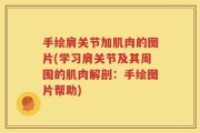 手绘肩关节加肌肉的图片(学习肩关节及其周围的肌肉解剖：手绘图片帮助)