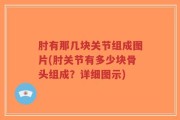 肘有那几块关节组成图片(肘关节有多少块骨头组成？详细图示)