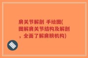 肩关节解剖 手绘图(图解肩关节结构及解剖，全面了解肩膀机构)