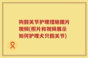 狗髋关节护理措施图片视频(照片和视频展示如何护理犬只髋关节)