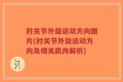 肘关节外旋运动方向图片(肘关节外旋运动方向及相关肌肉解析)