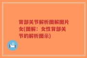 背部关节解析图解图片女(图解：女性背部关节的解析图示)
