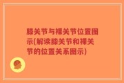 膝关节与裸关节位置图示(解读膝关节和裸关节的位置关系图示)