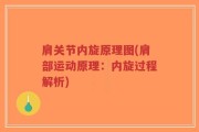 肩关节内旋原理图(肩部运动原理：内旋过程解析)