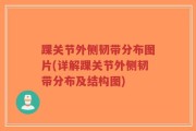 踝关节外侧韧带分布图片(详解踝关节外侧韧带分布及结构图)
