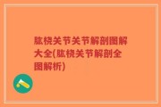 肱桡关节关节解剖图解大全(肱桡关节解剖全图解析)