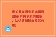 肩关节有哪些肌肉图表图解(肩关节肌肉图解：认识肩部肌肉及其作用)