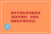 膝关节变形素材图高清(解剖学图表：详细说明膝关节变形特点)