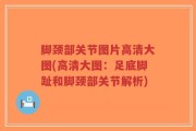 脚颈部关节图片高清大图(高清大图：足底脚趾和脚颈部关节解析)