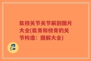 肱桡关节关节解剖图片大全(肱骨和桡骨的关节构造：图解大全)
