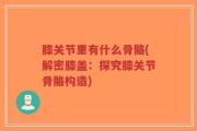膝关节里有什么骨骼(解密膝盖：探究膝关节骨骼构造)