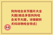 狗狗啮合关节图片大全大图(精选多张狗狗啮合关节大图，详细解析犬科动物咬合特点)