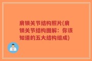 肩锁关节结构照片(肩锁关节结构图解：你该知道的五大结构组成)