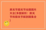 肩关节膝关节绘图图片大全(多图解析：肩关节和膝关节解剖图集合)