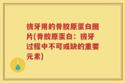 拔牙用的骨胶原蛋白图片(骨胶原蛋白：拔牙过程中不可或缺的重要元素)
