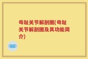 母趾关节解剖图(母趾关节解剖图及其功能简介)