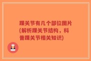 踝关节有几个部位图片(解析踝关节结构，科普踝关节相关知识)