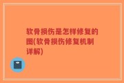 软骨损伤是怎样修复的图(软骨损伤修复机制详解)