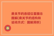 肩关节的连结位置图示图解(肩关节的结构和运动方式：图解简析)