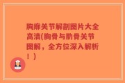 胸廓关节解剖图片大全高清(胸骨与肋骨关节图解，全方位深入解析！)