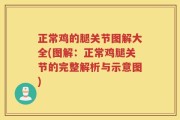 正常鸡的腿关节图解大全(图解：正常鸡腿关节的完整解析与示意图)