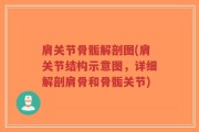 肩关节骨骺解剖图(肩关节结构示意图，详细解剖肩骨和骨骺关节)