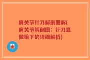 肩关节针刀解剖图解(肩关节解剖图：针刀显微镜下的详细解析)