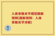 人类骨骼关节模型图解视频(图解视频：人体骨骼关节详解)