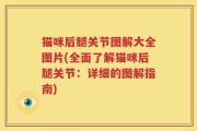 猫咪后腿关节图解大全图片(全面了解猫咪后腿关节：详细的图解指南)