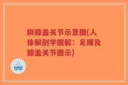 脚膝盖关节示意图(人体解剖学图解：足踝及膝盖关节图示)