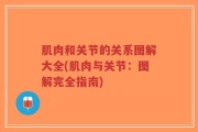 肌肉和关节的关系图解大全(肌肉与关节：图解完全指南)