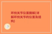 环枕关节位置图解(详解环枕关节的位置及结构)