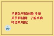 手腕关节解刨图(手腕关节解剖图：了解手腕构造及功能)
