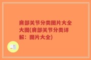 肩部关节分类图片大全大图(肩部关节分类详解：图片大全)
