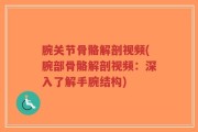 腕关节骨骼解剖视频(腕部骨骼解剖视频：深入了解手腕结构)