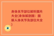 身体关节部位解析图片大全(身体解剖图：图解人体关节及部位大全)