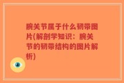 腕关节属于什么韧带图片(解剖学知识：腕关节的韧带结构的图片解析)