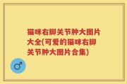 猫咪右脚关节肿大图片大全(可爱的猫咪右脚关节肿大图片合集)