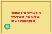 狗腿部关节长疙瘩图片大全(全面了解狗腿部关节长疙瘩的图片)