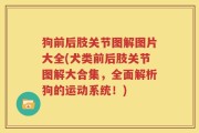 狗前后肢关节图解图片大全(犬类前后肢关节图解大合集，全面解析狗的运动系统！)