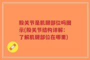 股关节是肌腱部位吗图示(股关节结构详解：了解肌腱部位在哪里)