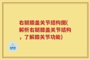 右腿膝盖关节结构图(解析右腿膝盖关节结构，了解膝关节功能)