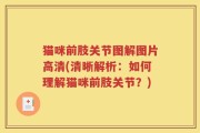 猫咪前肢关节图解图片高清(清晰解析：如何理解猫咪前肢关节？)