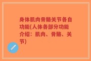 身体肌肉骨骼关节各自功能(人体各部分功能介绍：肌肉、骨骼、关节)