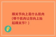 踝关节向上是什么肌肉(哪个肌肉让你向上抬起踝关节？)