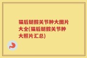 猫后腿髋关节肿大图片大全(猫后腿髋关节肿大照片汇总)